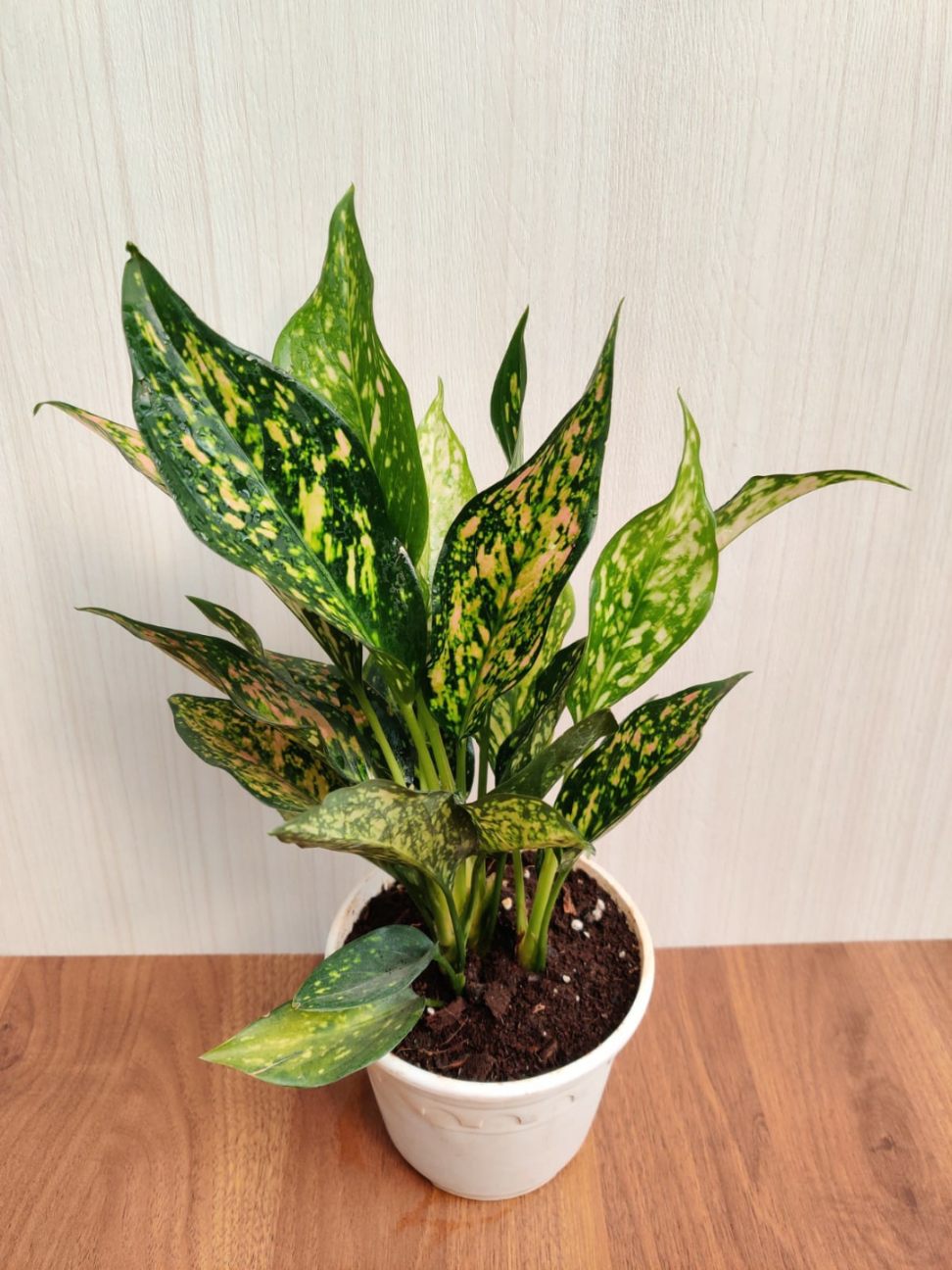 Aglaonema Green Rosy