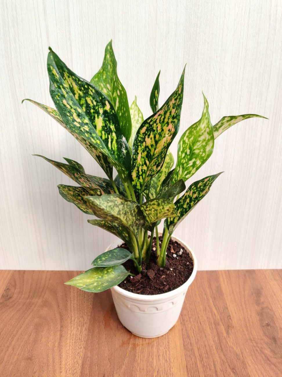 Aglaonema Green Rosy
