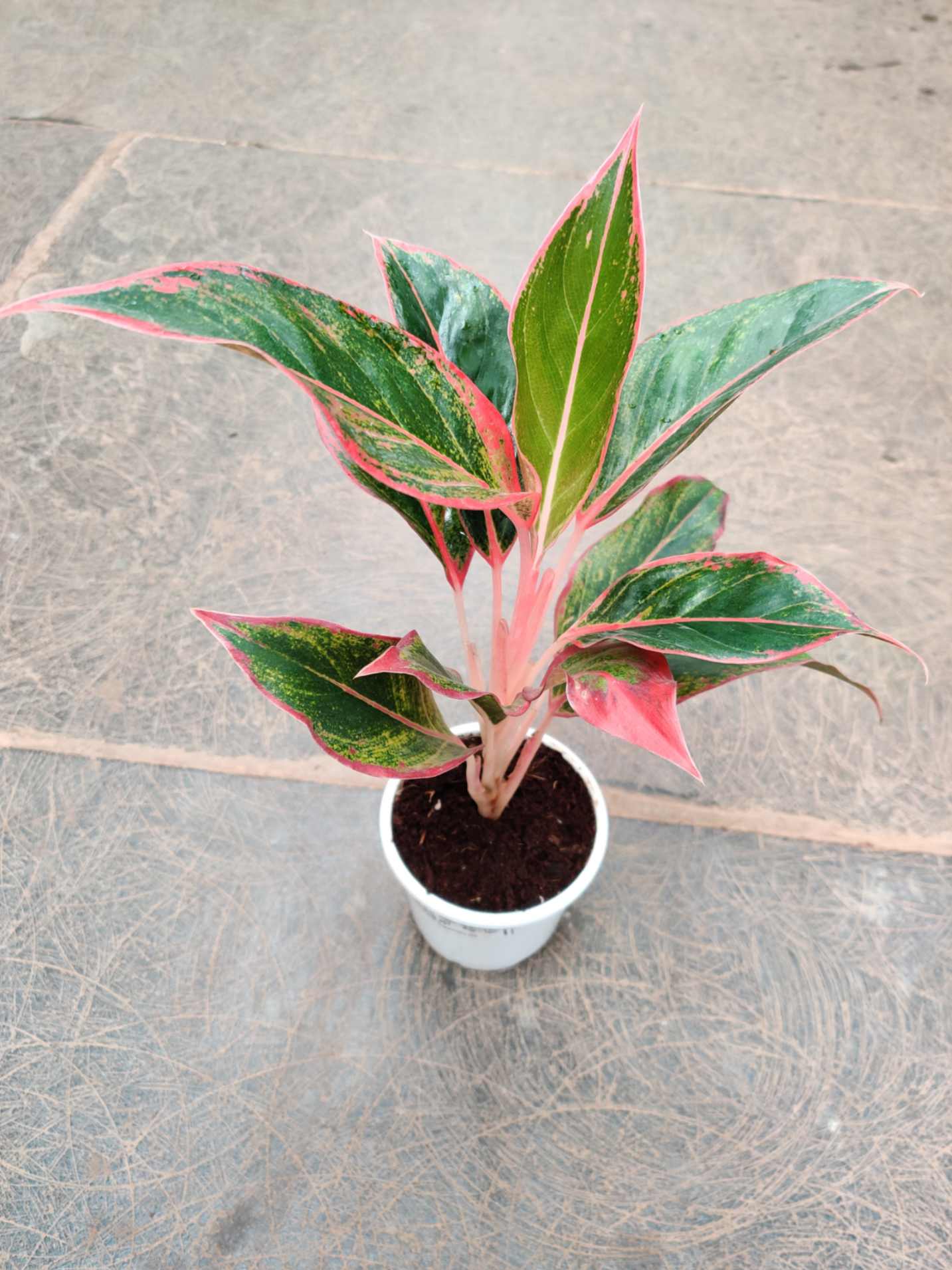 Aglaonema Red Lipstick