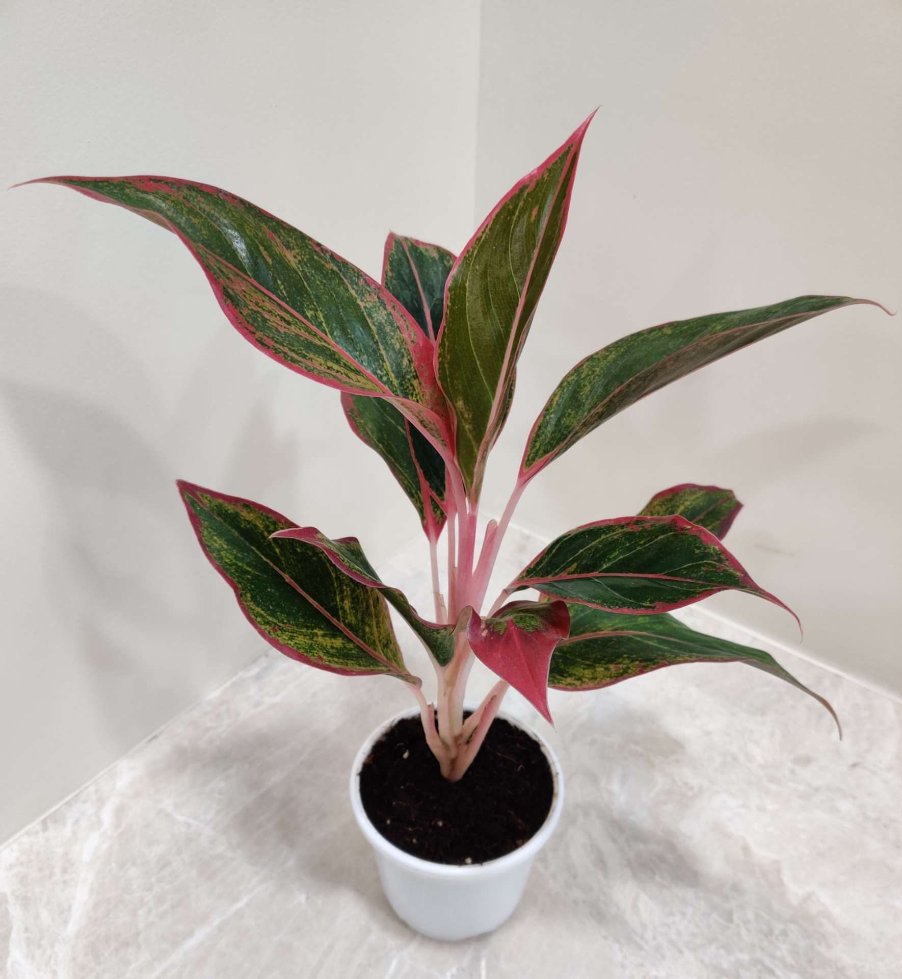 Aglaonema Red Lipstick