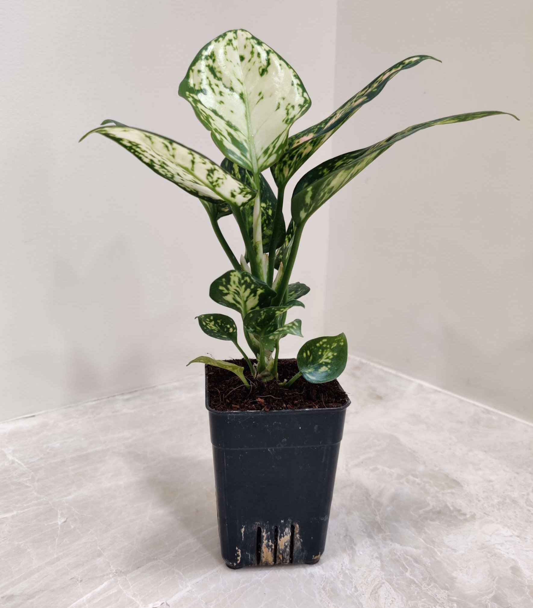 Aglaonema white Anjuman