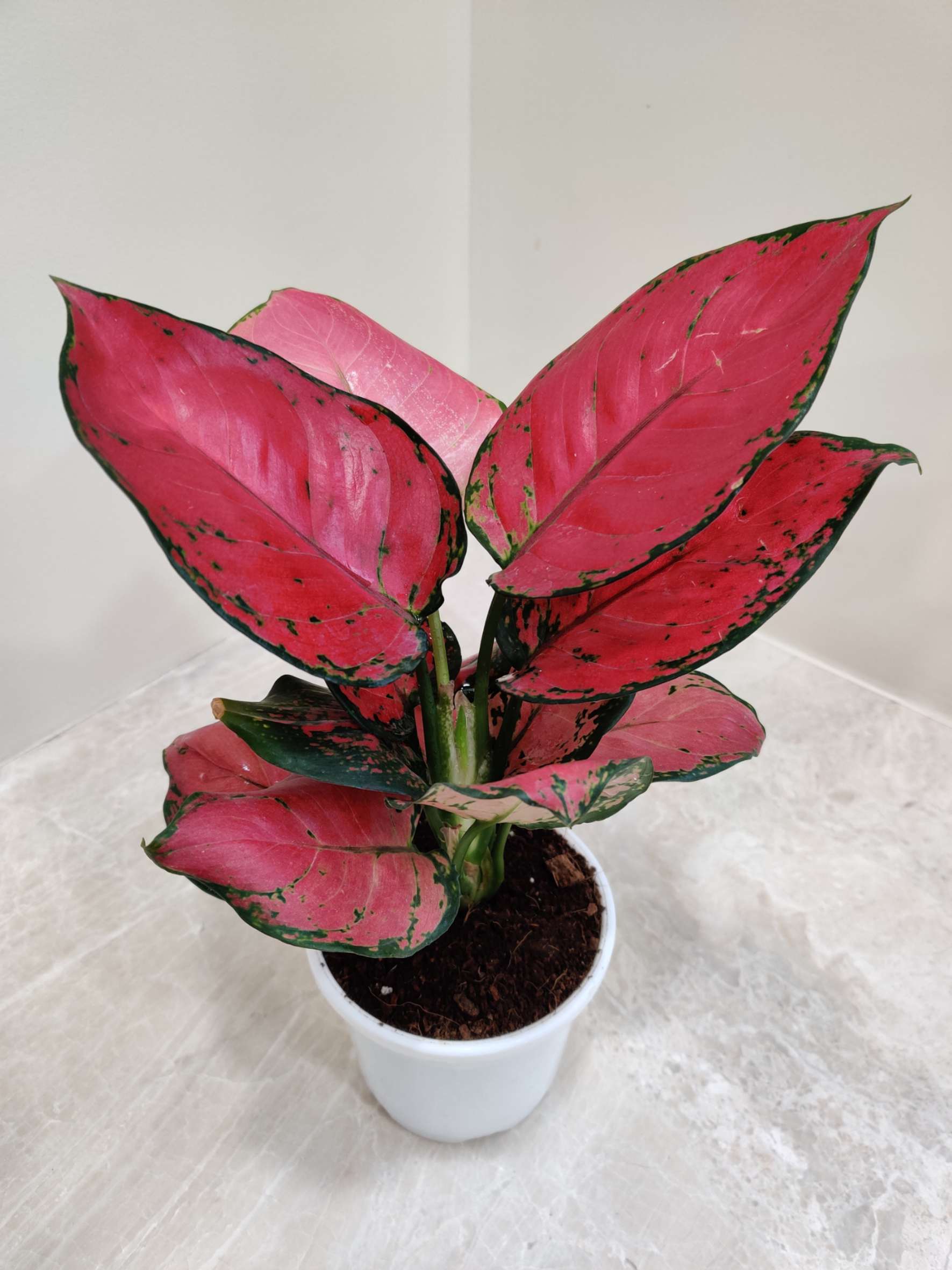 Aglaonema Beauty