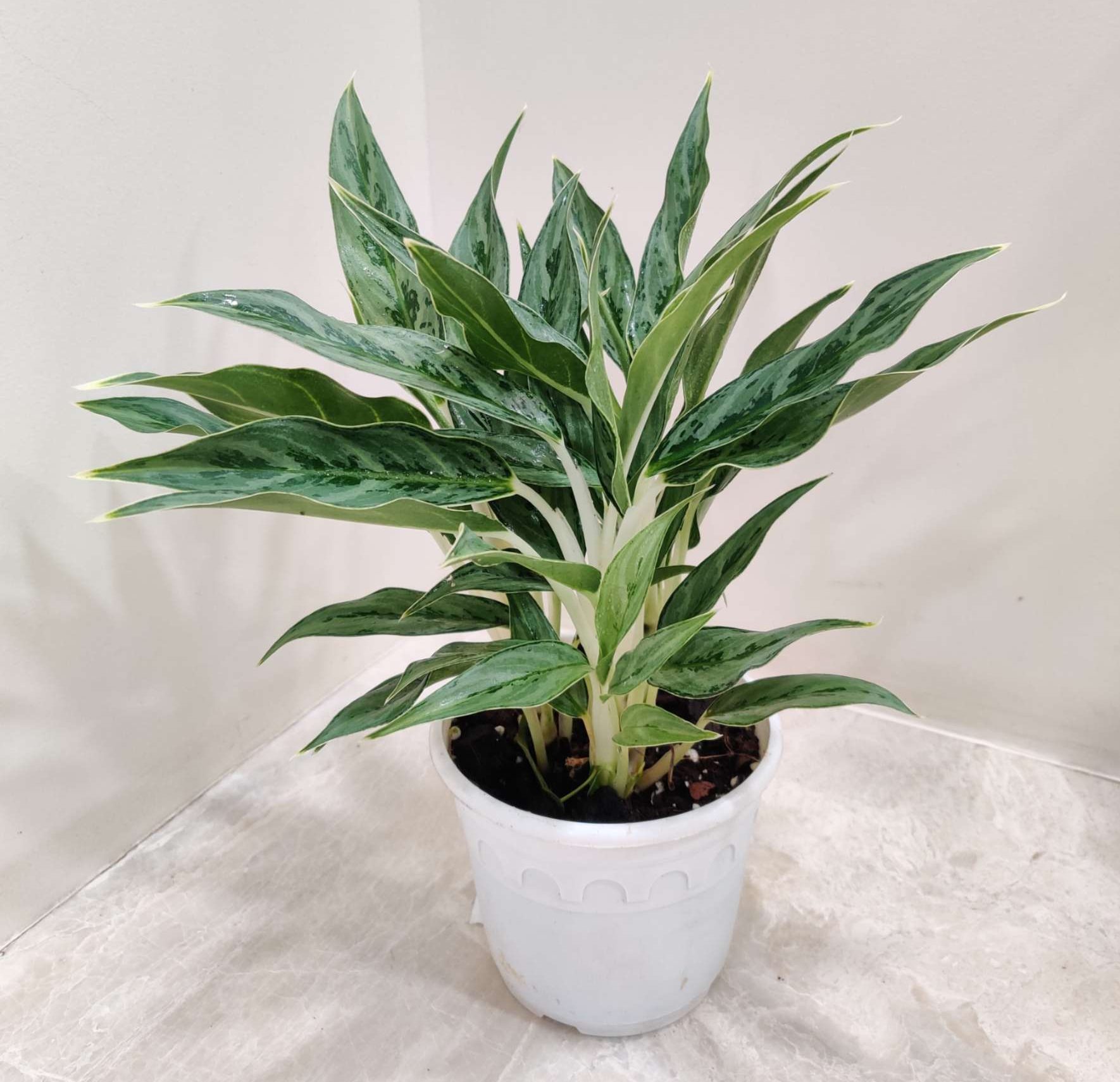 Aglaonema White Stem