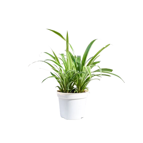 Spider Plant