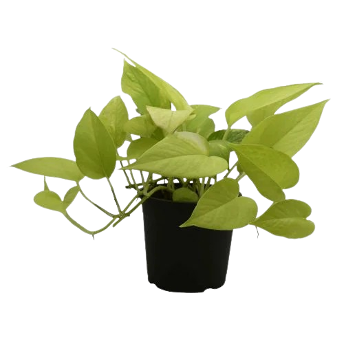 Money Plant Golden