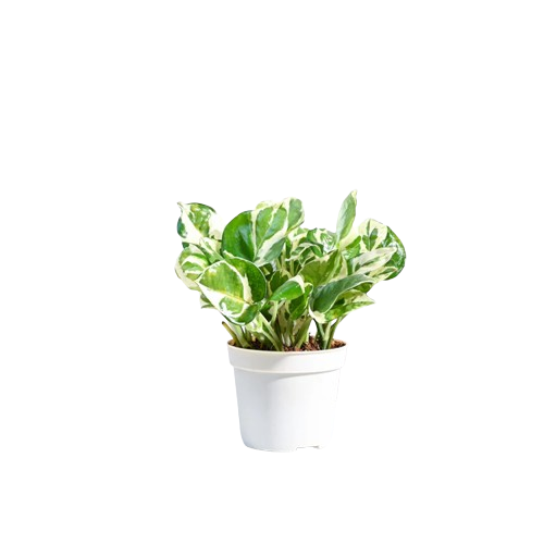 Money Plant Enjoy
