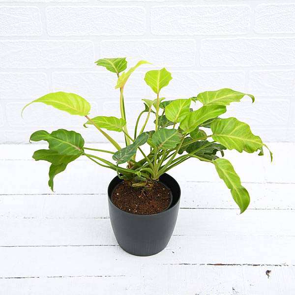 Philodendron Xanadu (Golden)