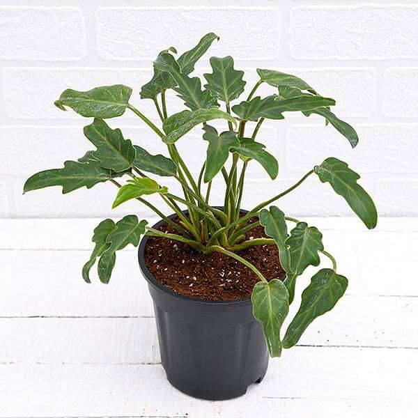 Philodendron Xanadu (Green)