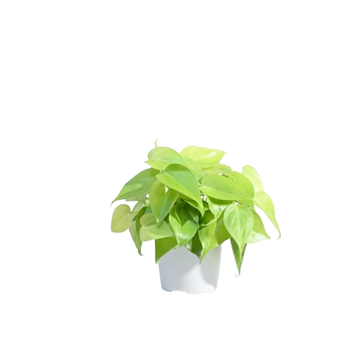 Philodendron Oxycardium Golden Plant