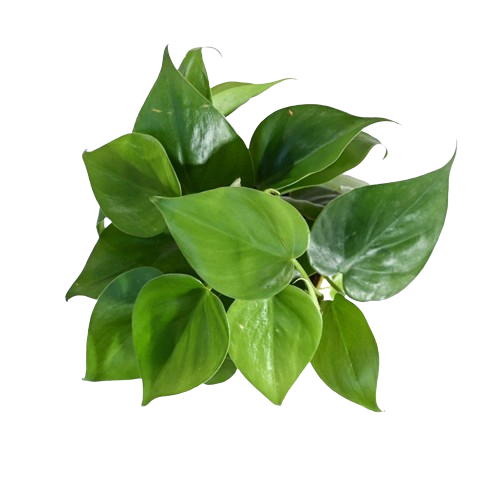 Philodendron Oxycardium Green Plant