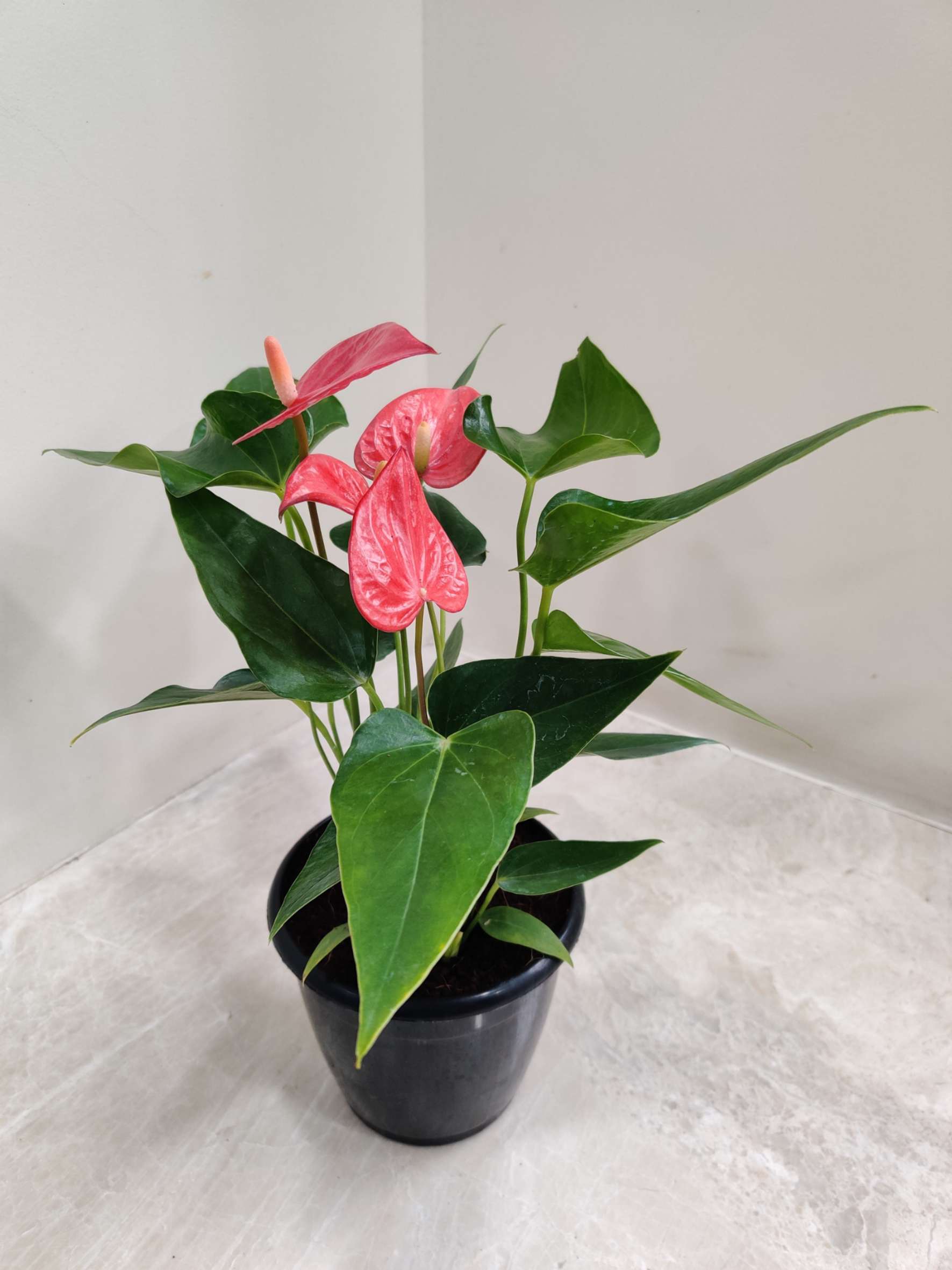 Anthurium Red