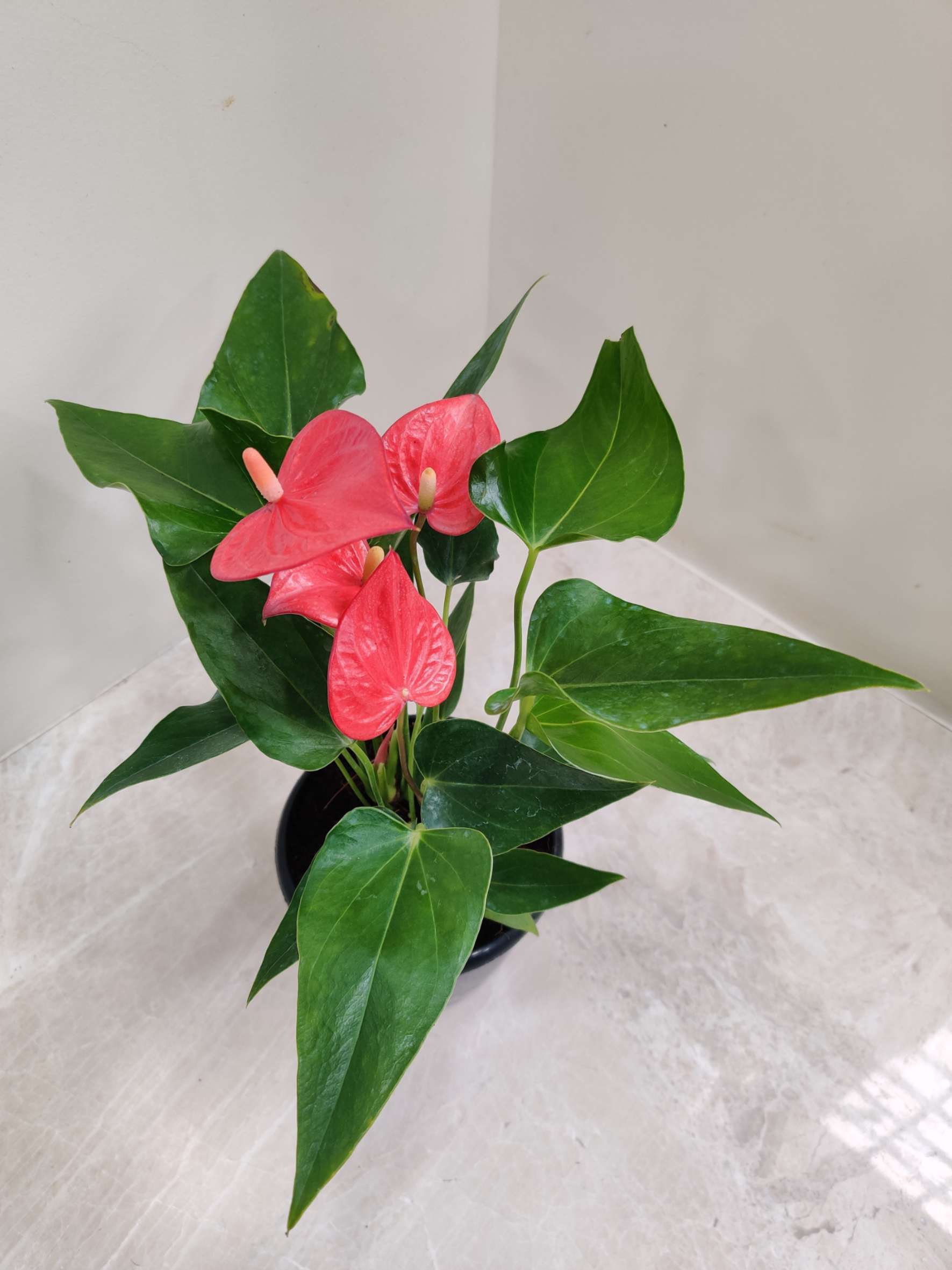 Anthurium Red
