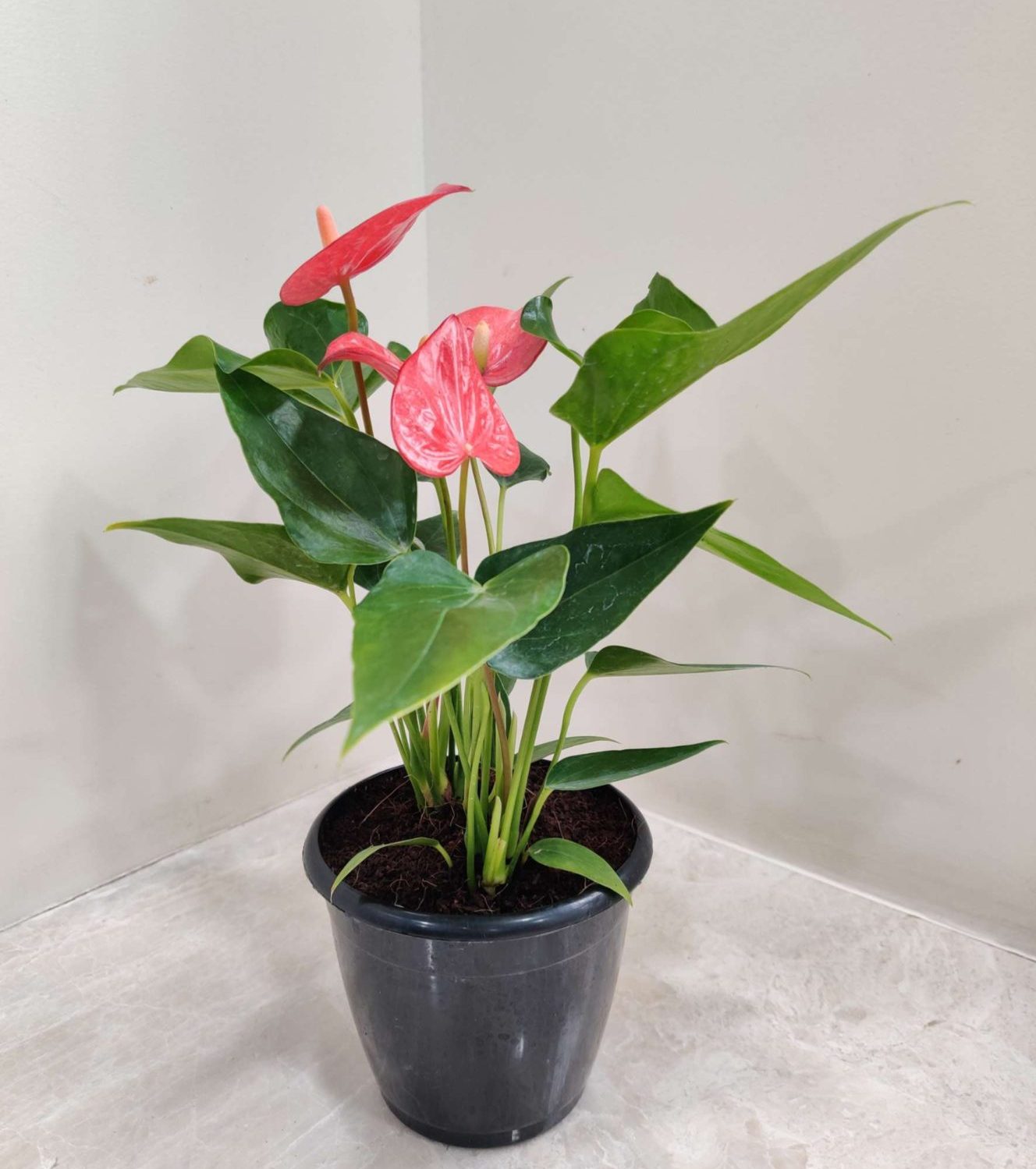 Flowering Plants