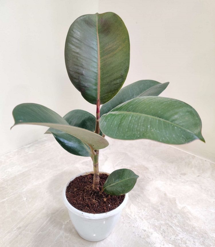 Rubber plant