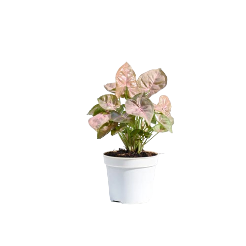 Pink Syngonium