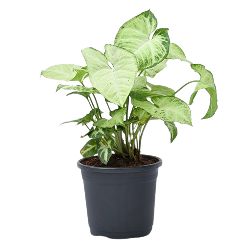 Variegated Syngonium