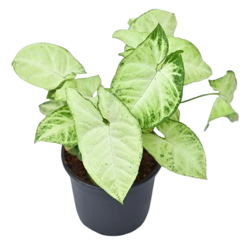 Variegated Syngonium