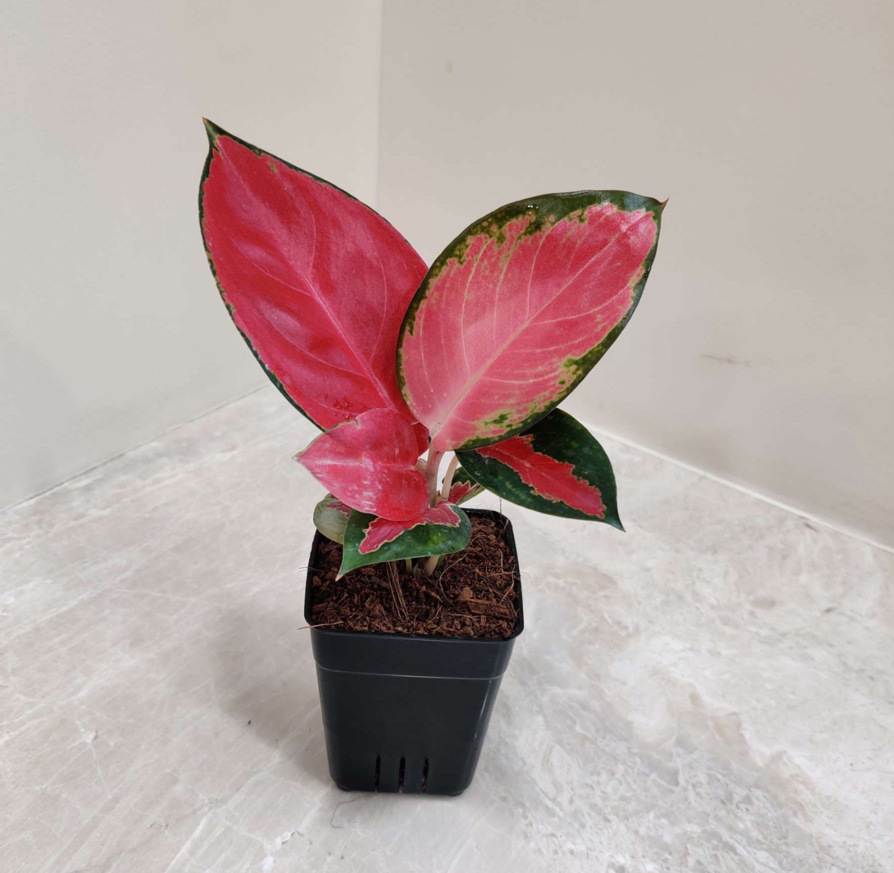 Aglaonema Thailand Red