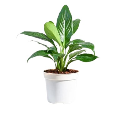 Peace Lily