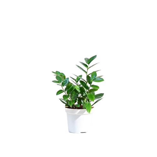 ZZ Plant
