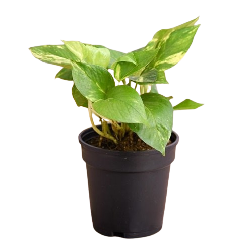 Money Plant Original