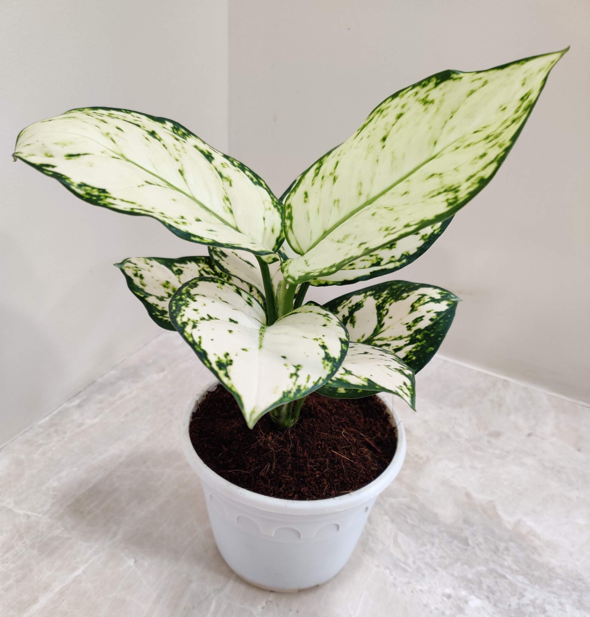 AGLONEMA SUPER WHITE 1