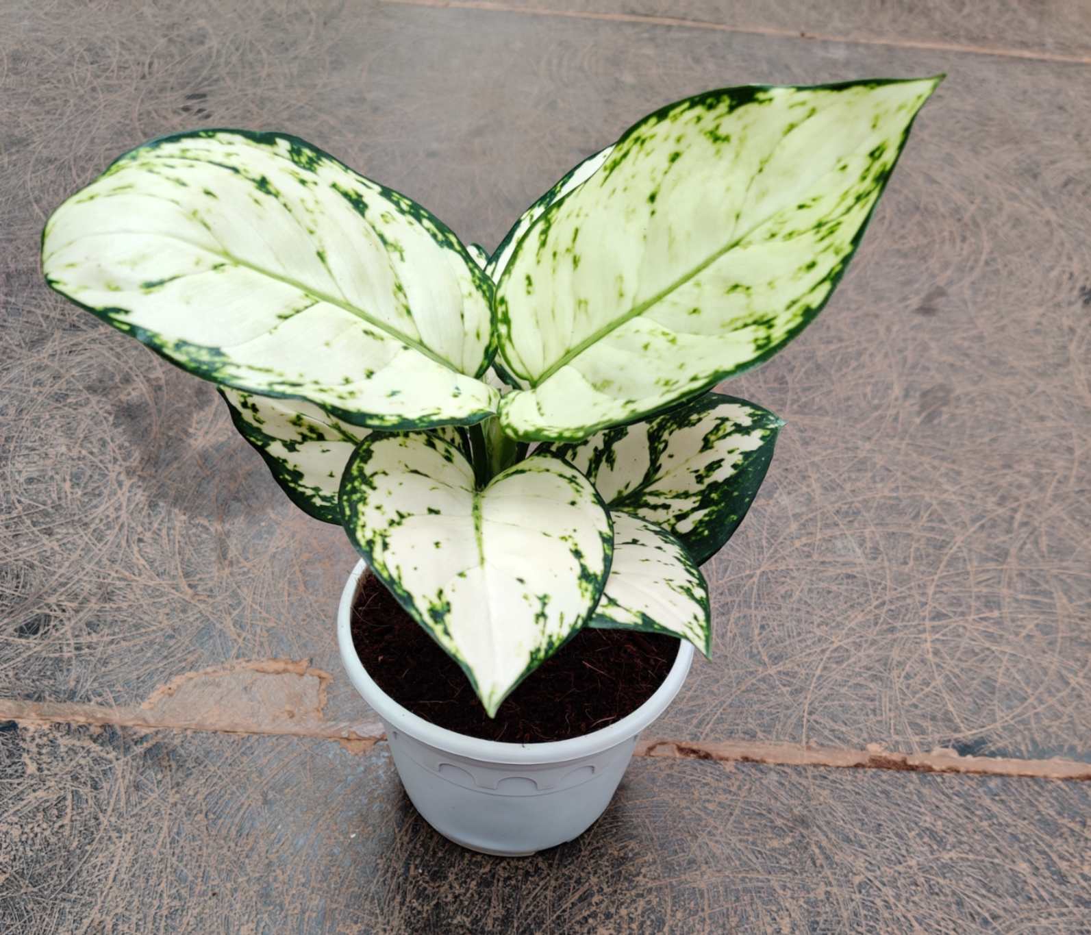 AGLONEMA SUPER WHITE 2