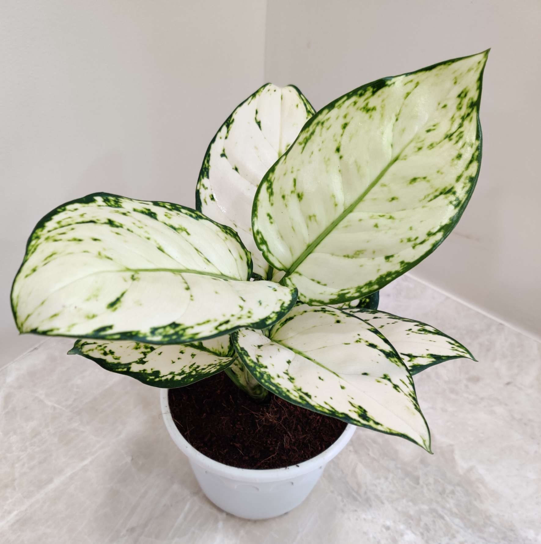AGLONEMA SUPER WHITE