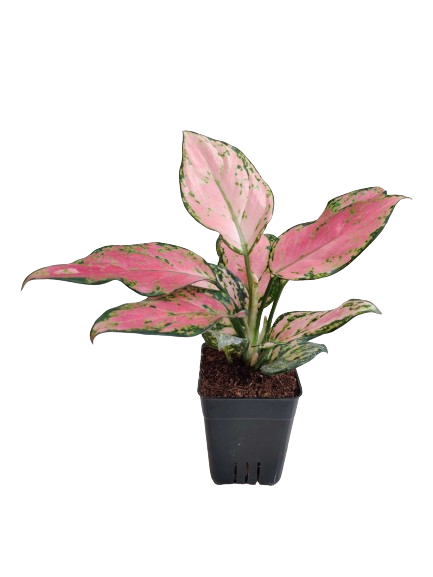 Aglaonema_Angel