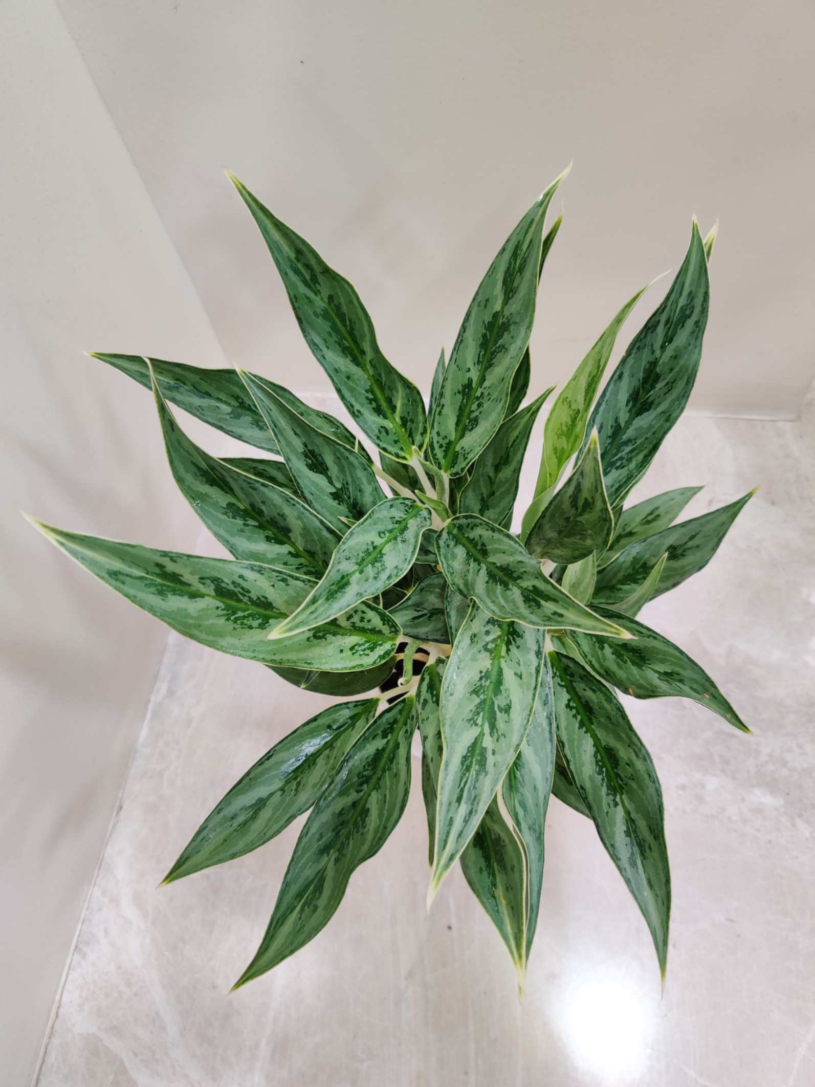 Aglonema white stem 2