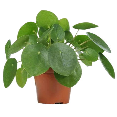 Chinese Money Plant