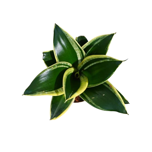 Snake Plant - Golden edge 1