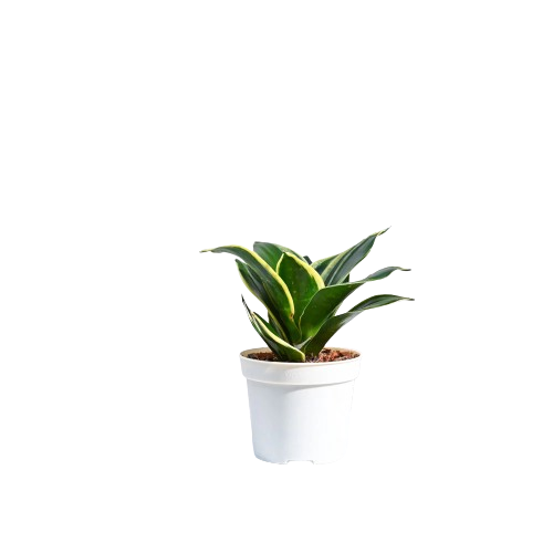 Snake Plant - Golden edge