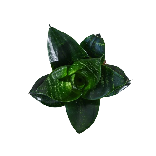 Snake Plant - Green edge 1