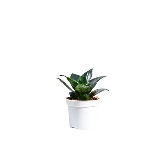 Snake Plant - Green edge