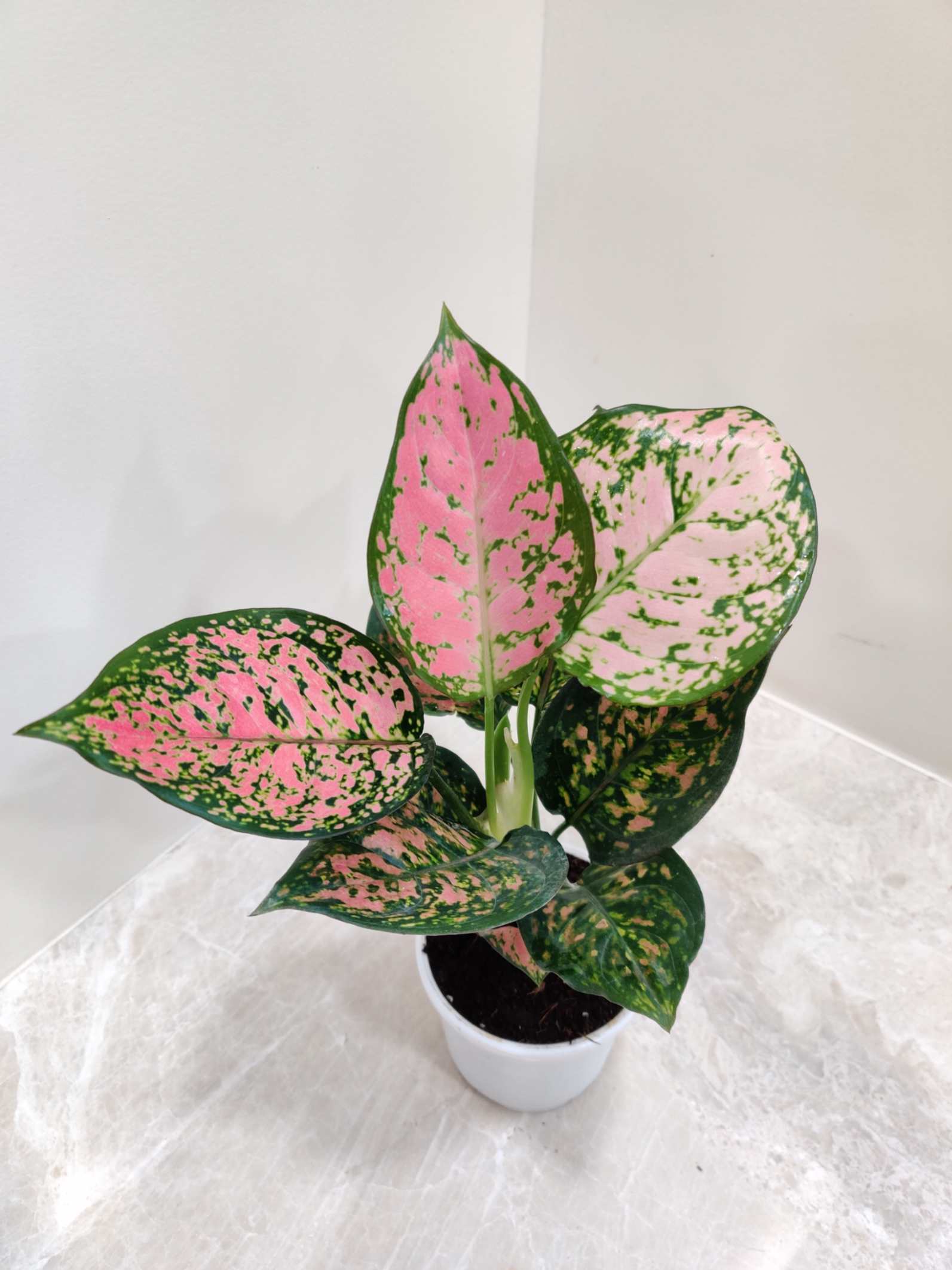 aglonema anjuman 1