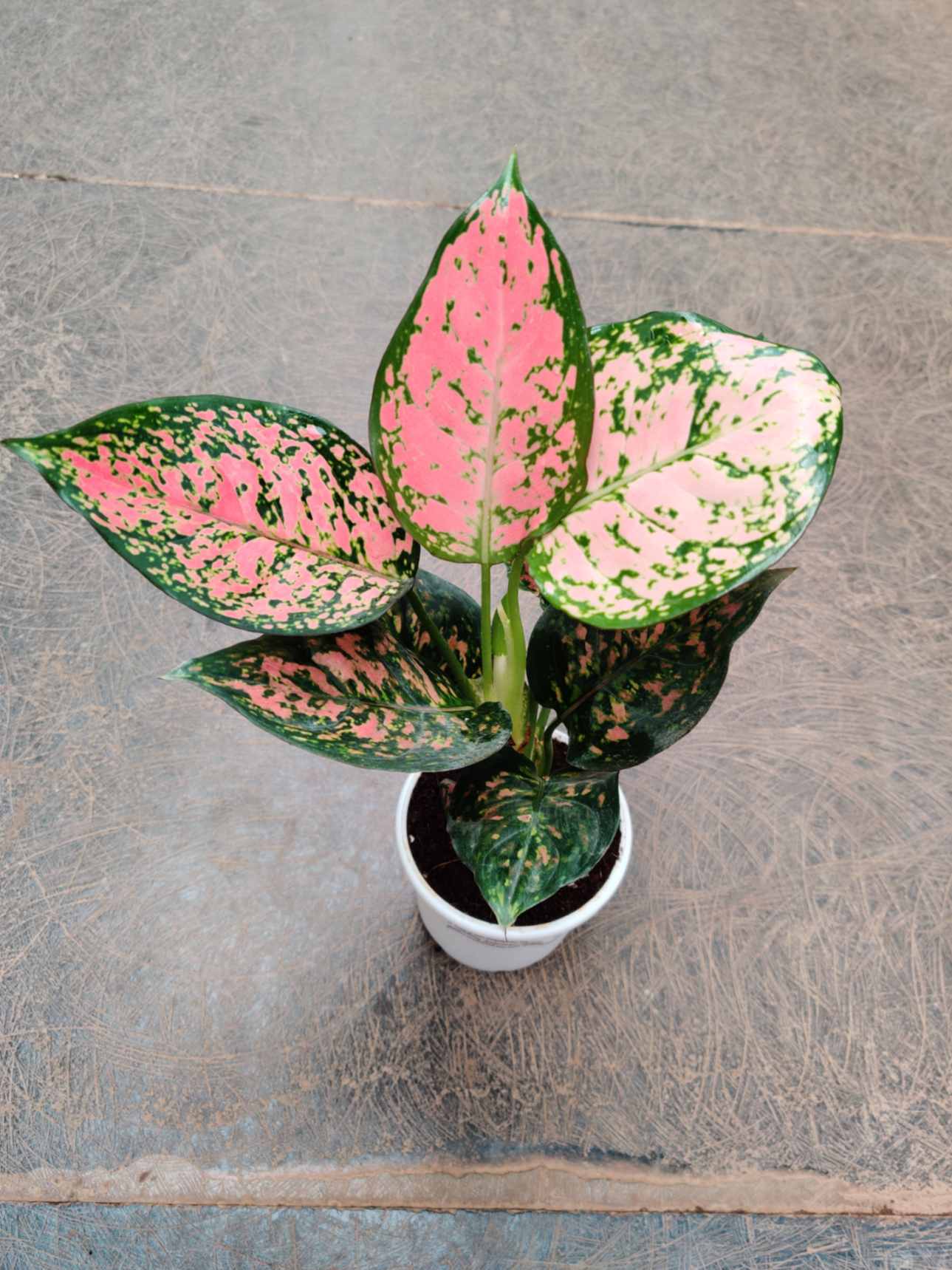 aglonema anjuman 2