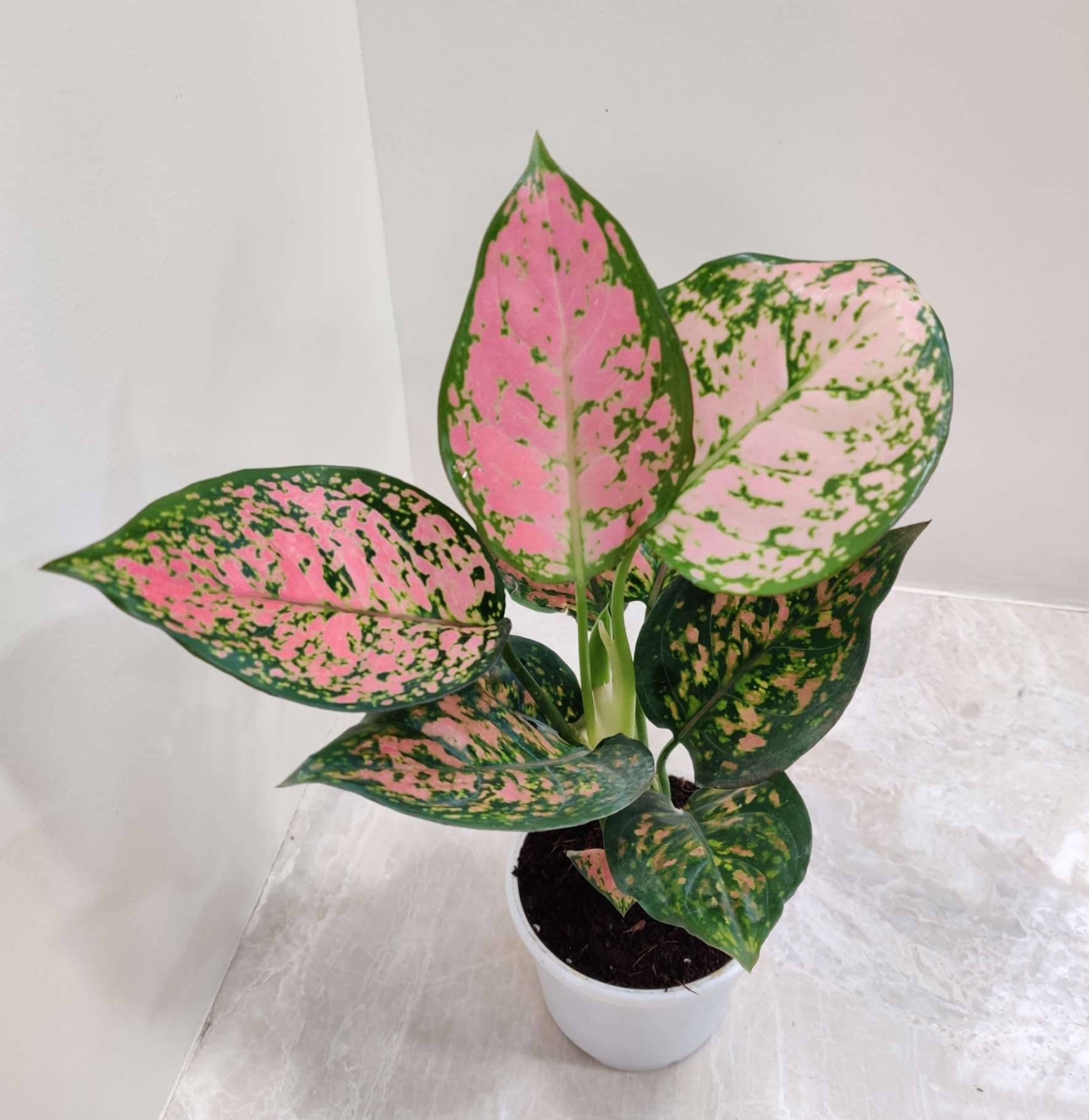 aglonema anjuman