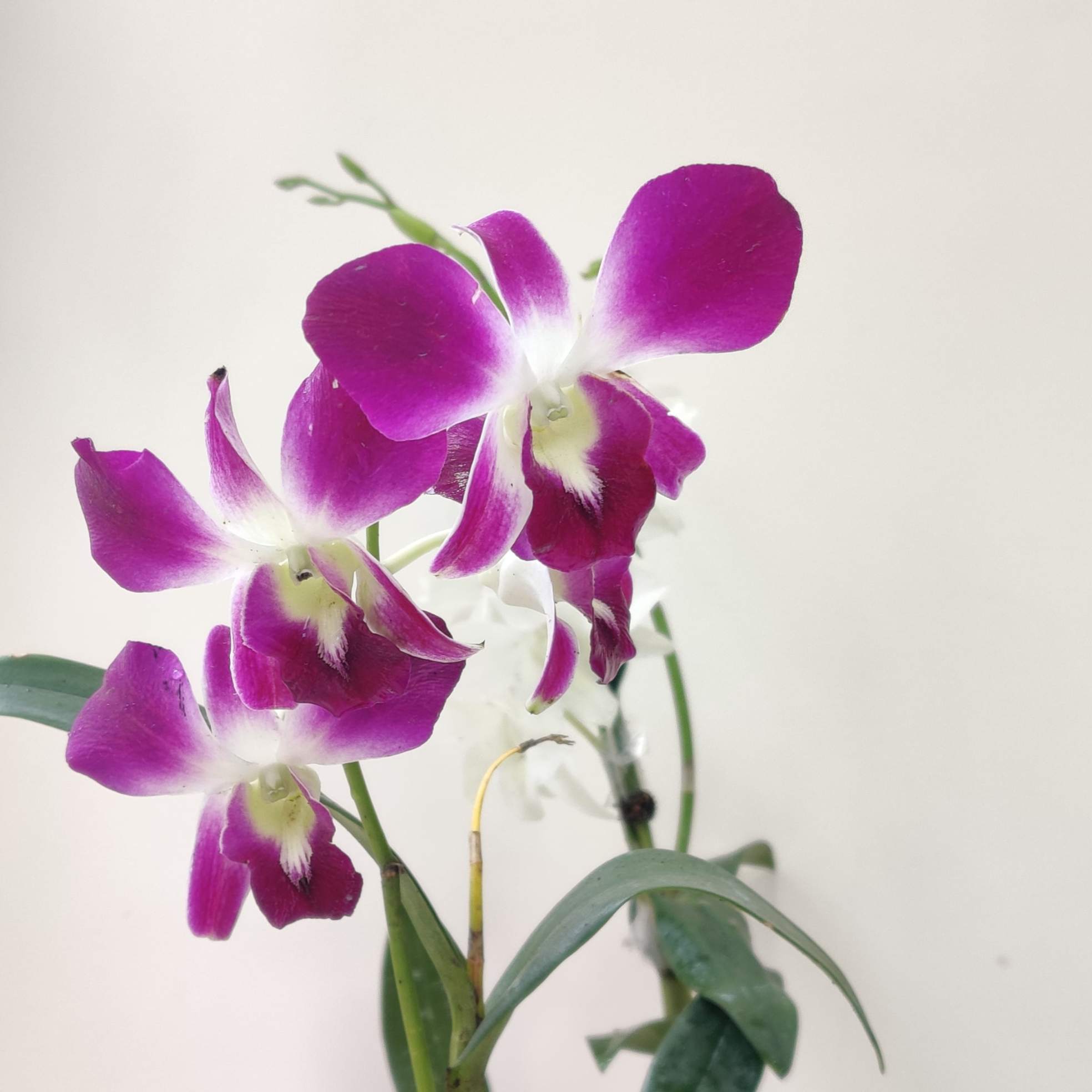 orchids 1