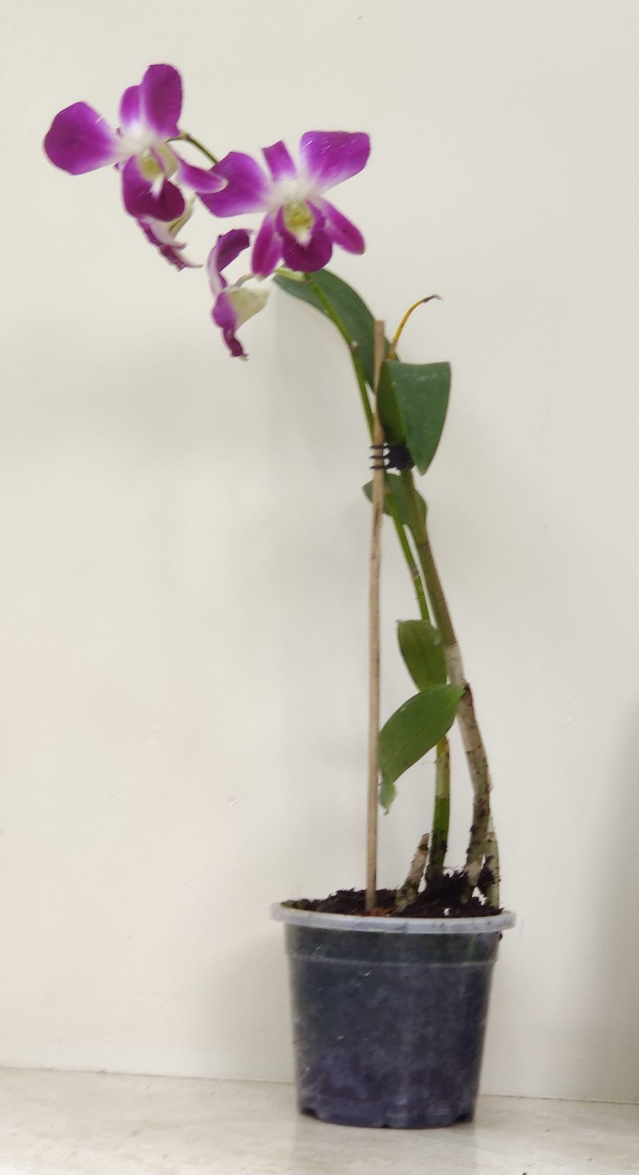orchids