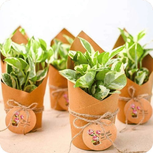 Customized corporate plant gifts