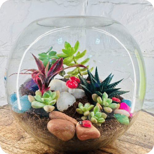 Decorative plants and terrariums