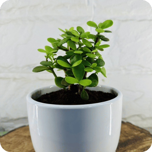 Indoor and outdoor plants for hire
